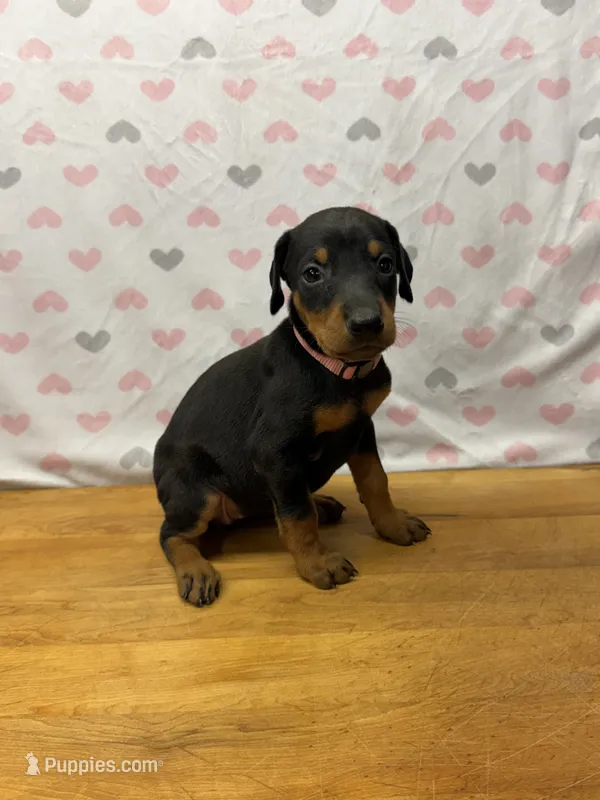 Light Pink – Doberman Pinscher puppy for sale in Joplin, MO