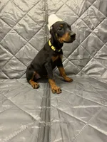Luna - EARS CROPPED, a female Doberman Pinscher for sale in Joplin, MO – 5 of 10