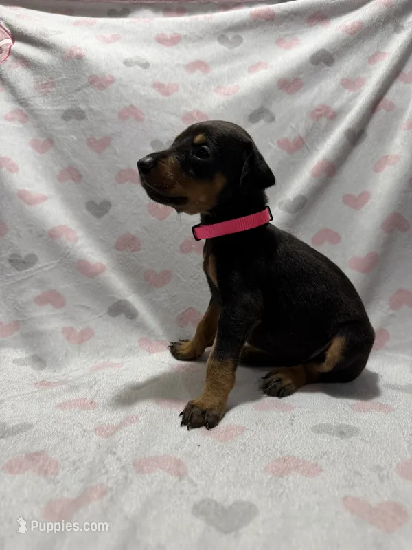 Dark Pink – Doberman Pinscher puppy for sale in Joplin, MO
