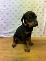 Ivy, a female Doberman Pinscher for sale in Joplin, MO – 4 of 10
