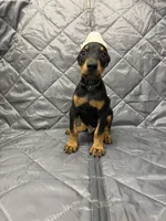 Liam - EARS CROPPED, a male Doberman Pinscher for sale in Joplin, MO – 3 of 10