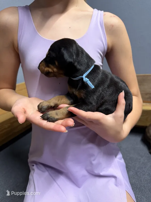 Light Blue – Doberman Pinscher puppy for sale in Joplin, MO