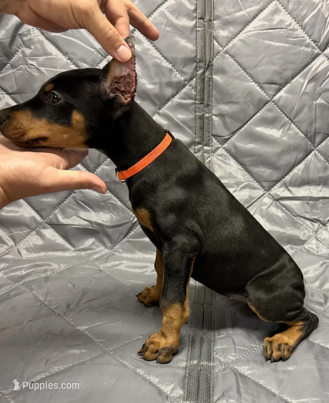 Mayday - EARS CROPPED – Doberman Pinscher puppy for sale in Joplin, MO