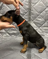 Mayday - EARS CROPPED - READY FOR HOME, a female Doberman Pinscher for sale in Joplin, MO – 1 of 8