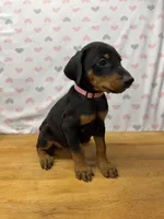 Remi, a female Doberman Pinscher for sale in Joplin, MO – 1 of 9