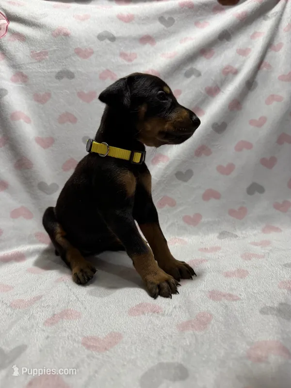 Yellow – Doberman Pinscher puppy for sale in Joplin, MO