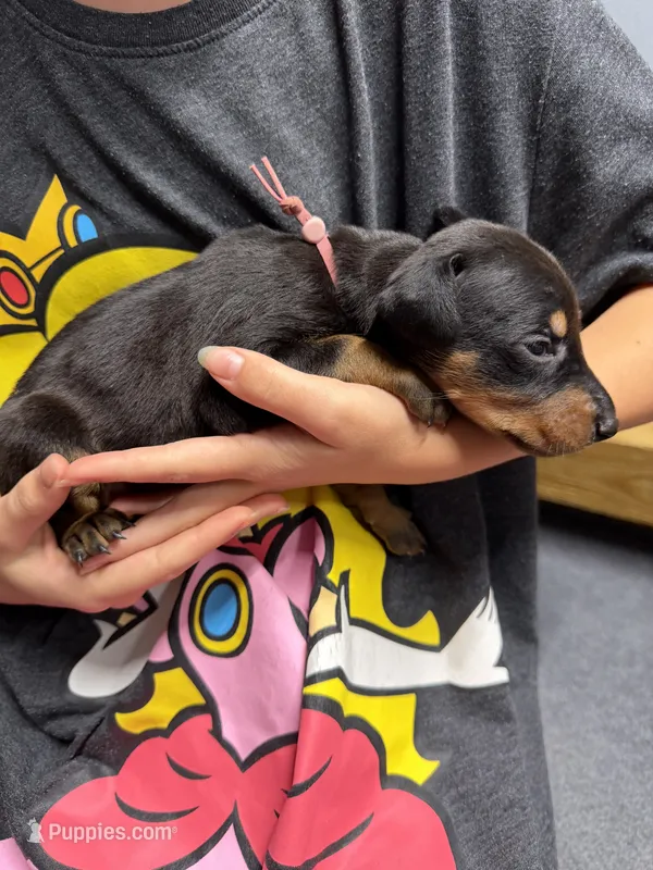 Light Pink – Doberman Pinscher puppy for sale in Joplin, MO