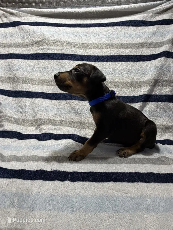 Dark Blue – Doberman Pinscher puppy for sale in Joplin, MO