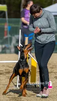 Dark Pink, a female Doberman Pinscher for sale in Joplin, MO – 4 of 6