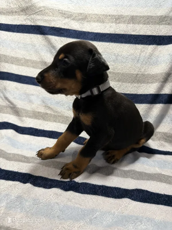 Gray – Doberman Pinscher puppy for sale in Joplin, MO