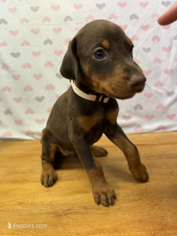 White – Doberman Pinscher puppy for sale in Joplin, MO