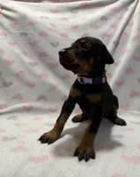 Light Purple, a female Doberman Pinscher for sale in Joplin, MO – 2 of 8