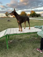 Black, a male Doberman Pinscher for sale in Joplin, MO – 6 of 6