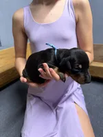 Light Blue, a male Doberman Pinscher for sale in Joplin, MO – 2 of 7