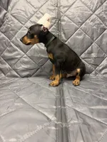 Liam - EARS CROPPED, a male Doberman Pinscher for sale in Joplin, MO – 2 of 10