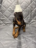 Remi - EARS CROPPED, a female Doberman Pinscher for sale in Joplin, MO – 2 of 8