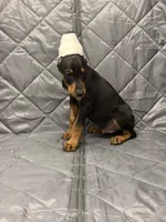 Julian - EARS CROPPED, a male Doberman Pinscher for sale in Joplin, MO – 2 of 8