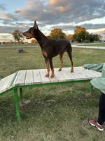 Purple, a female Doberman Pinscher for sale in Joplin, MO – 6 of 6