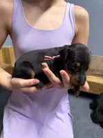 Light Pink, a female Doberman Pinscher for sale in Joplin, MO – 2 of 7