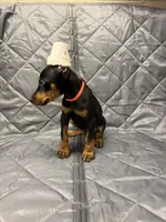 Mayday - EARS CROPPED, a female Doberman Pinscher for sale in Joplin, MO – 2 of 7