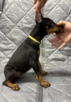 Luna - EARS CROPPED - READY FOR HOME, a female Doberman Pinscher for sale in Joplin, MO – 3 of 8