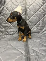 Liam - EARS CROPPED, a male Doberman Pinscher for sale in Joplin, MO – 5 of 10