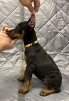 Luna - EARS CROPPED - READY FOR HOME, a female Doberman Pinscher for sale in Joplin, MO – 2 of 8