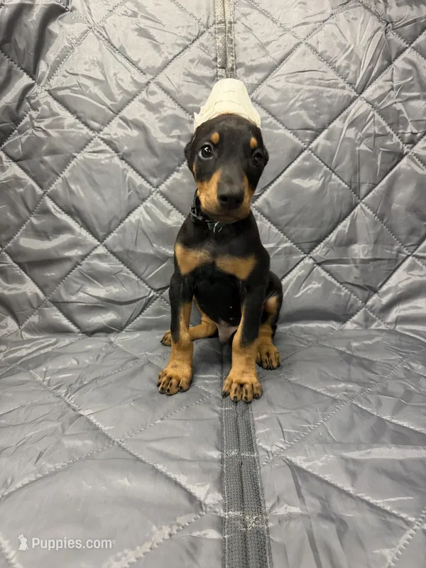 Liam - EARS CROPPED – Doberman Pinscher puppy for sale in Joplin, MO