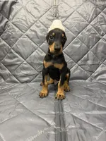 Liam - EARS CROPPED, a male Doberman Pinscher for sale in Joplin, MO – 1 of 10