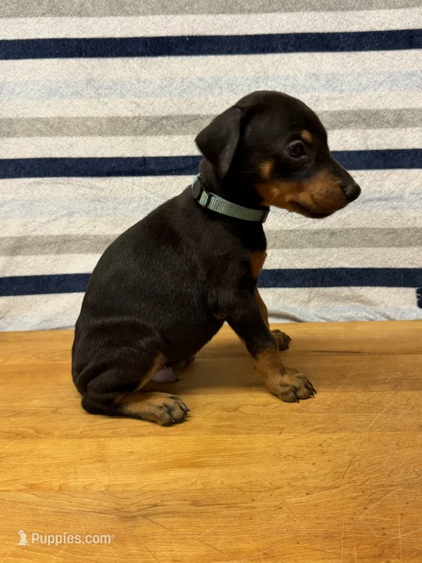 Light Blue – Doberman Pinscher puppy for sale in Joplin, MO