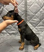 Mayday - EARS CROPPED - READY FOR HOME, a female Doberman Pinscher for sale in Joplin, MO – 3 of 8