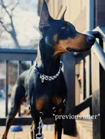 Liam, a male Doberman Pinscher for sale in Joplin, MO – 8 of 10