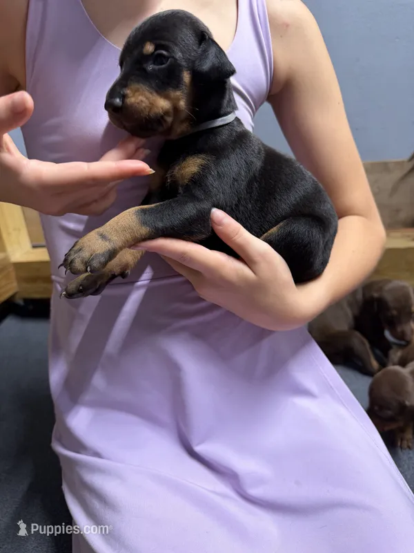 Gray – Doberman Pinscher puppy for sale in Joplin, MO