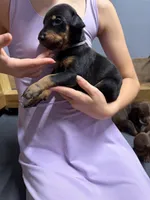 Gray, a male Doberman Pinscher for sale in Joplin, MO – 1 of 6