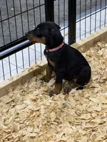 Remi, a female Doberman Pinscher for sale in Joplin, MO – 2 of 9