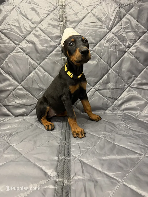 Luna - EARS CROPPED – Doberman Pinscher puppy for sale in Joplin, MO