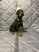 Luna - EARS CROPPED, a female Doberman Pinscher for sale in Joplin, MO – 1 of 10