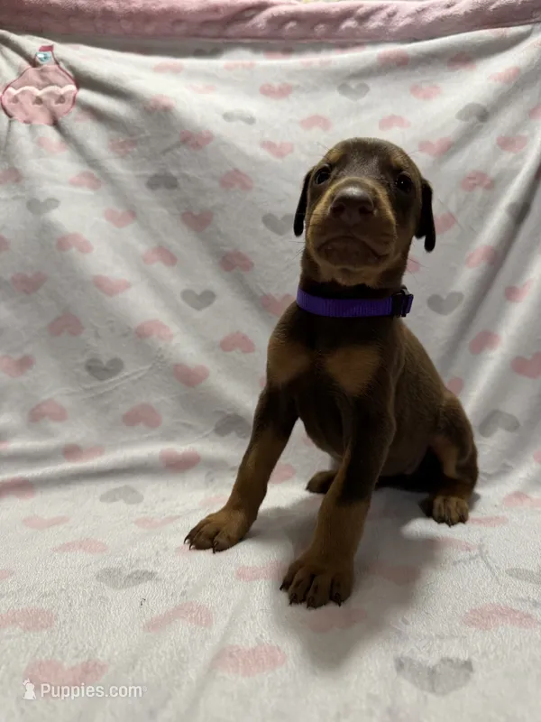Purple – Doberman Pinscher puppy for sale in Joplin, MO