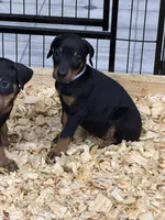 Ivy, a female Doberman Pinscher for sale in Joplin, MO – 3 of 10