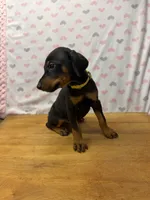 Luna, a female Doberman Pinscher for sale in Joplin, MO – 3 of 8
