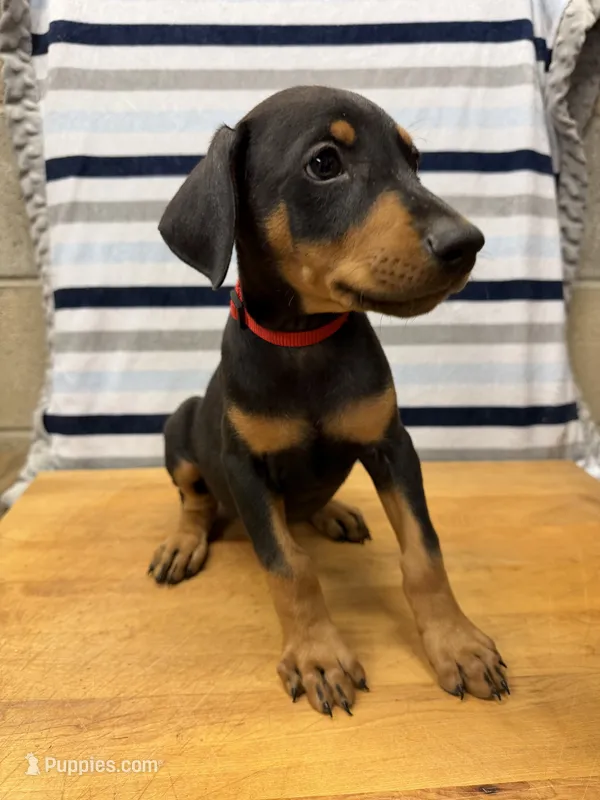 Julian – Doberman Pinscher puppy for sale in Joplin, MO