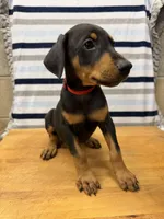 Julian, a male Doberman Pinscher for sale in Joplin, MO – 1 of 10
