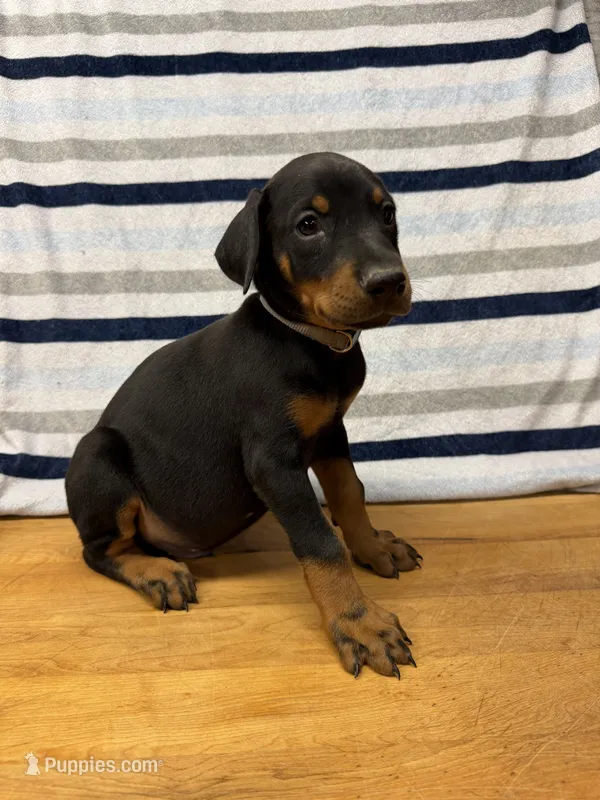 Gray – Doberman Pinscher puppy for sale in Joplin, MO