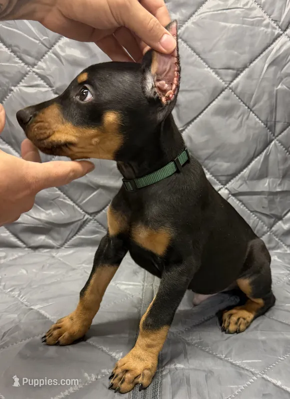Liam - EARS CROPPED – Doberman Pinscher puppy for sale in Joplin, MO