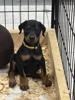 Luna, a female Doberman Pinscher for sale in Joplin, MO – 2 of 8