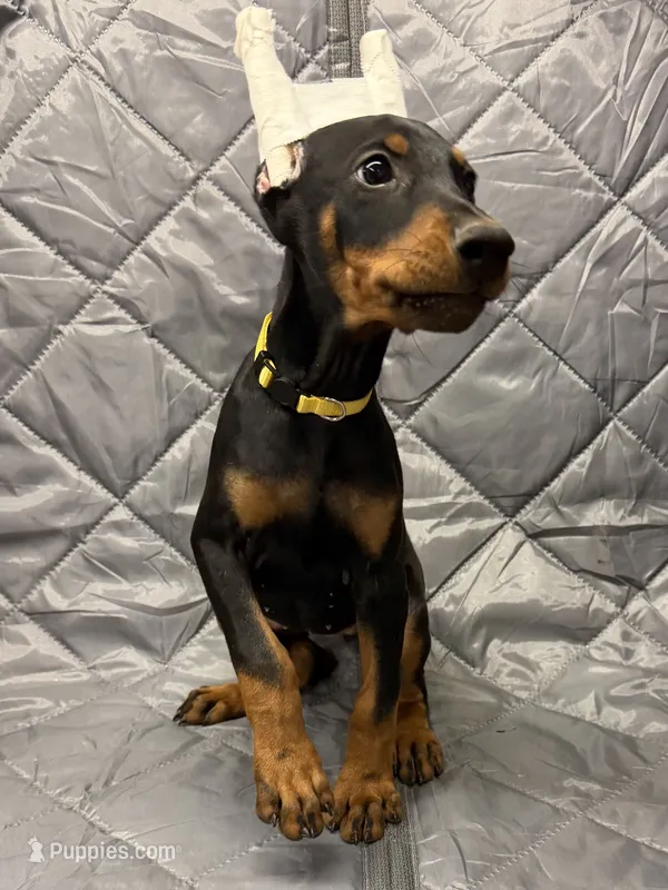 Luna - EARS CROPPED - READY FOR HOME – Doberman Pinscher puppy for sale in Joplin, MO