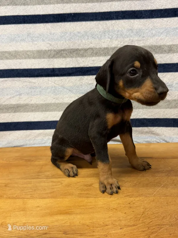 Green – Doberman Pinscher puppy for sale in Joplin, MO