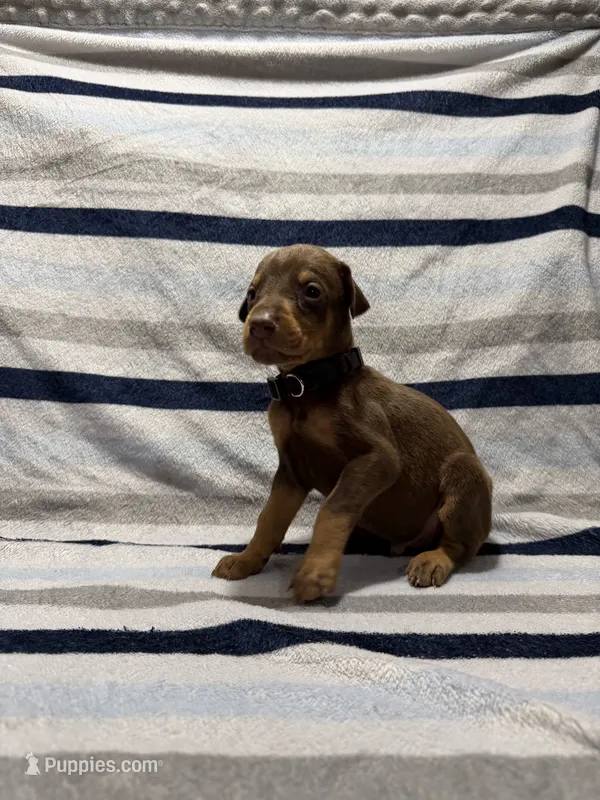Black – Doberman Pinscher puppy for sale in Joplin, MO