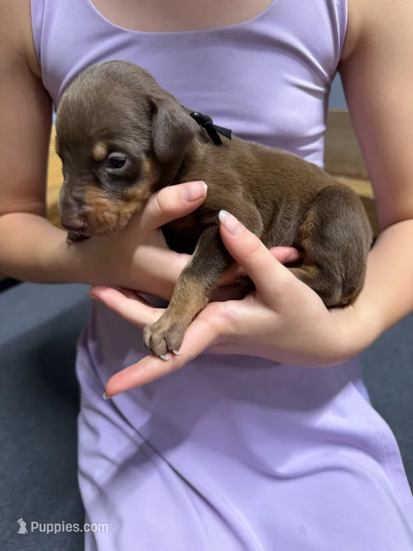 Black – Doberman Pinscher puppy for sale in Joplin, MO