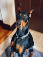 Black & Rust Male, a male Doberman Pinscher for sale in Joplin, MO – 3 of 5